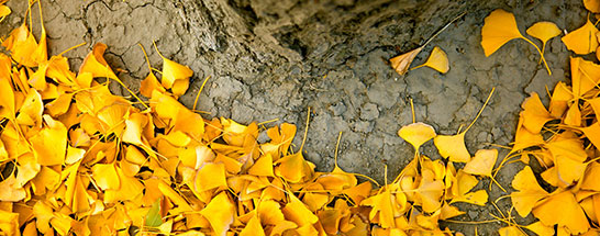 济南公墓 济南公墓